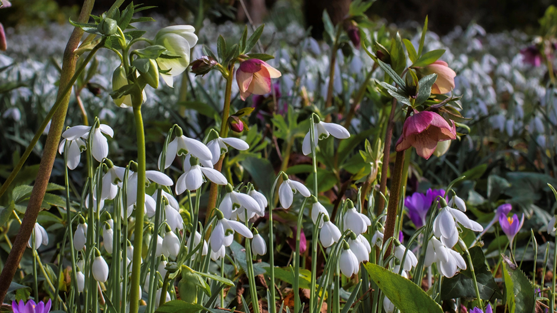 Snowdrops